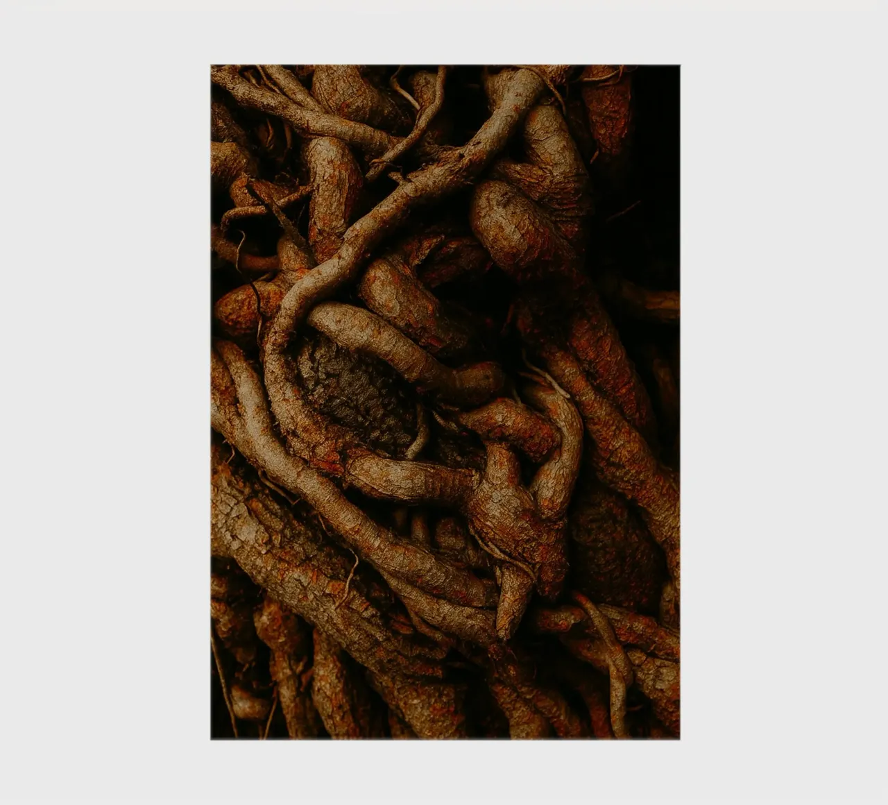 root of the tree view photography notebook by landtengs