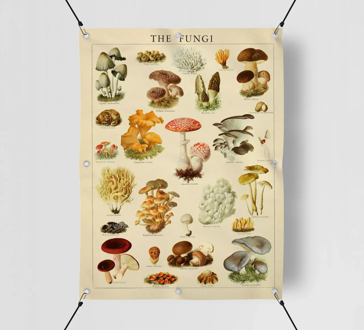Funghi Illustrazione d'epoca telo in pvc da liu