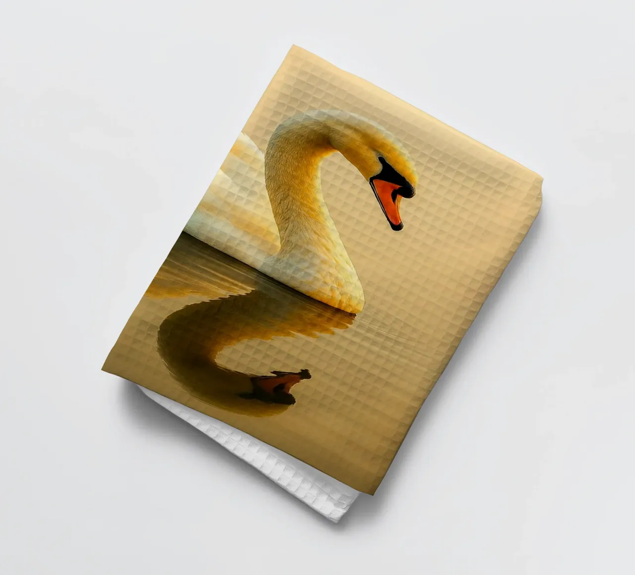 cygnes nageant vue photographie torchon de landtengs