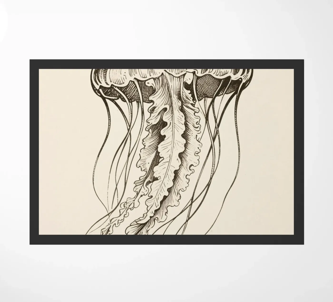 Medusa zerbino da knowledge