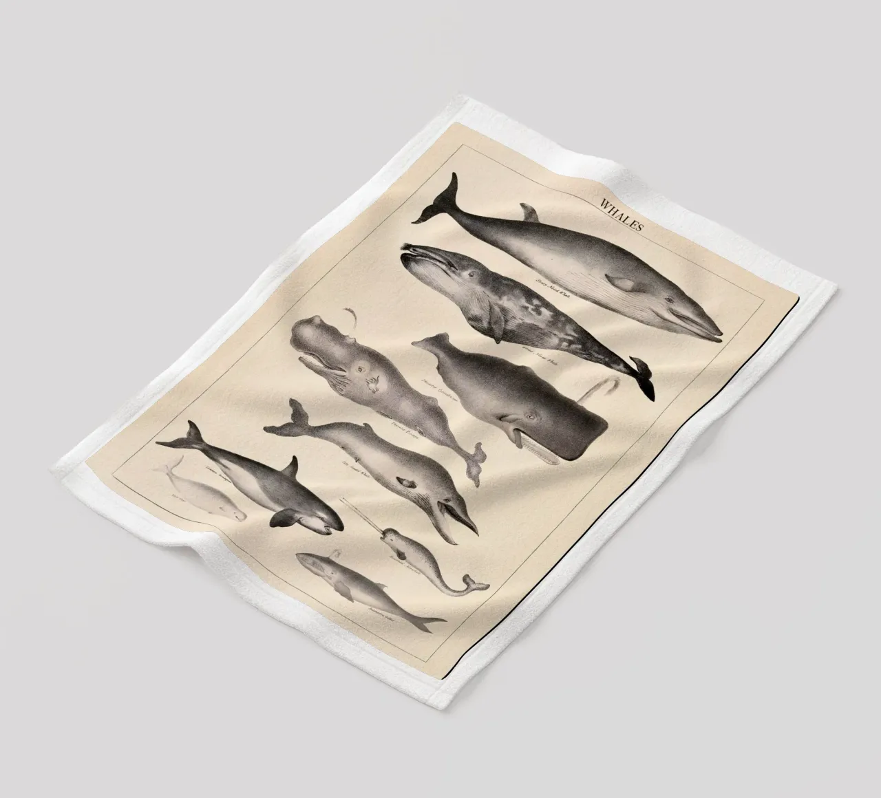 Balene Illustrazione d'epoca coperta in pile da liu