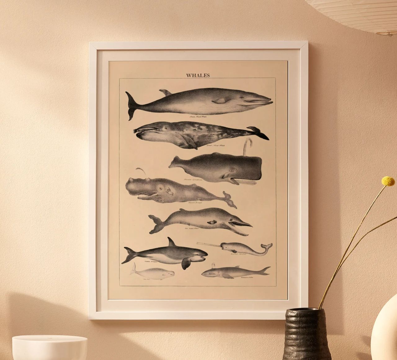 Ballenas Ilustración Vintage poster de liu