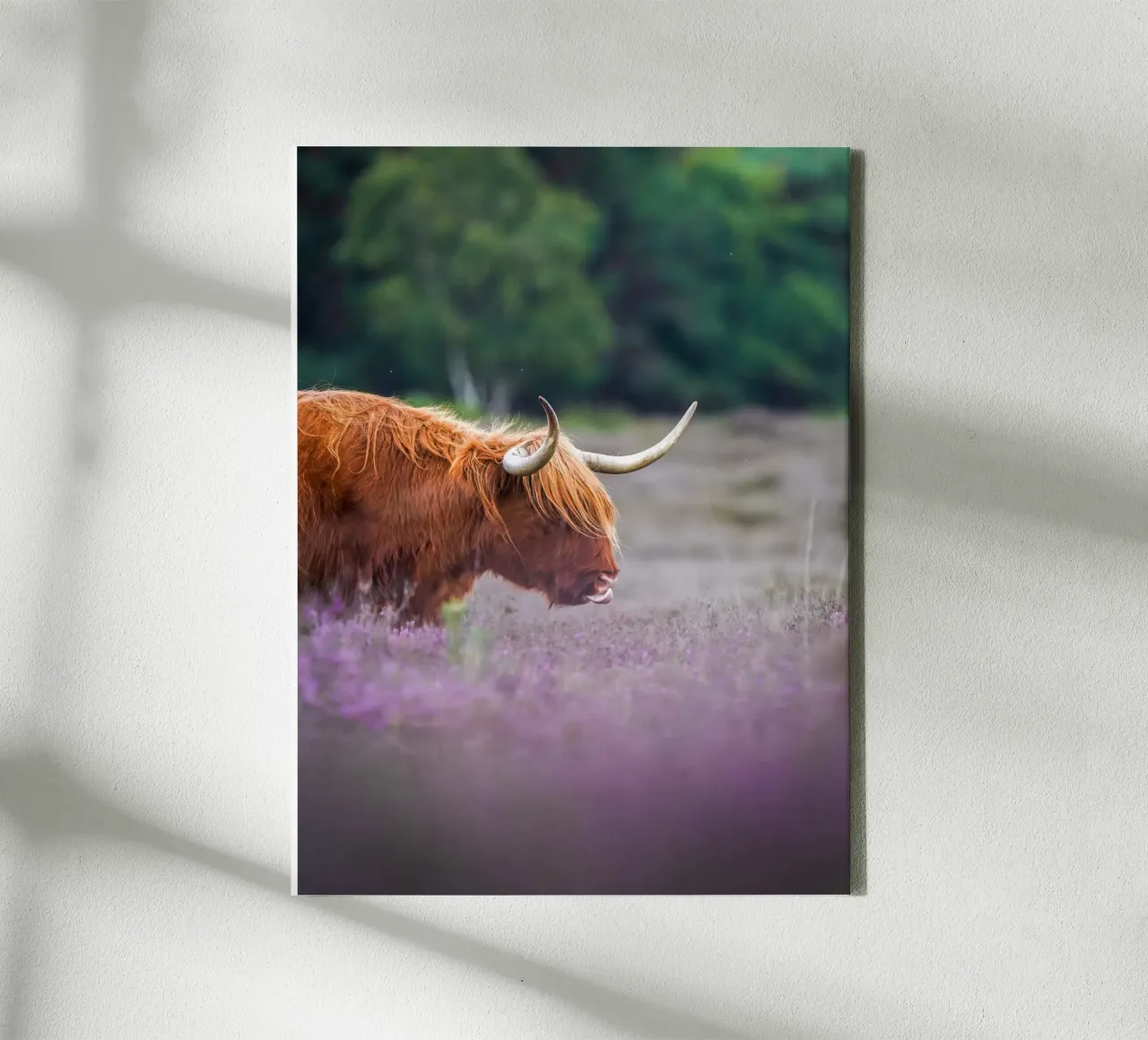 Highland Cow in paarse heide canvas met Baklijst van Tom's Wildlife