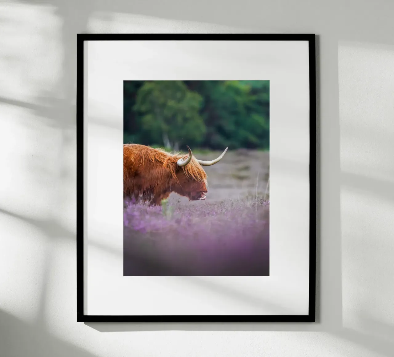 Mucca Highland in erica viola poster con telaio in alluminio da Tom's Wildlife
