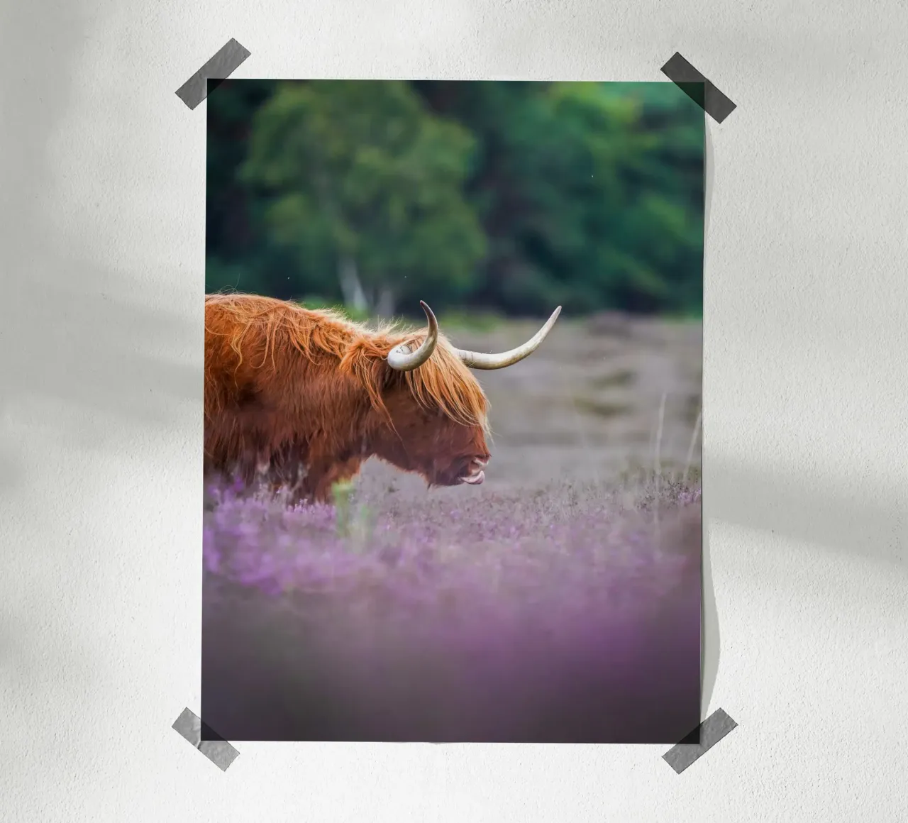 Mucca Highland in erica viola poster con telaio in alluminio da Tom's Wildlife