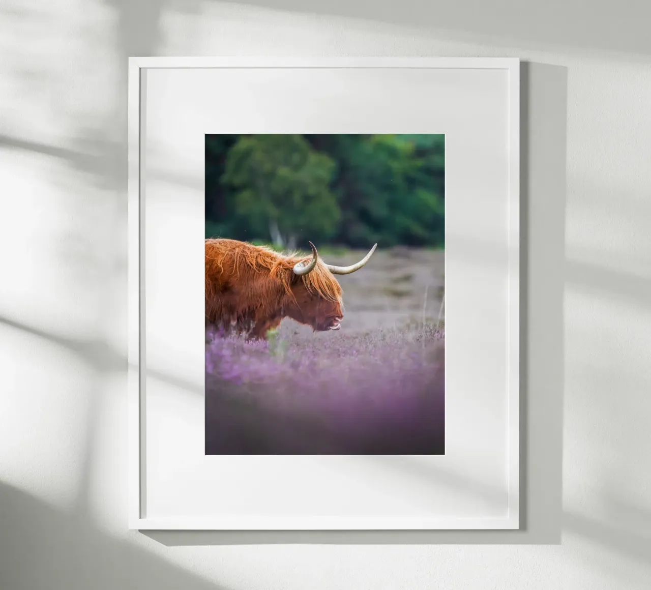 Mucca Highland in erica viola poster con telaio in alluminio da Tom's Wildlife