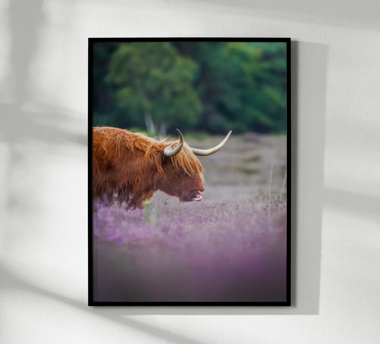 Mucca Highland in erica viola poster con telaio in alluminio da Tom's Wildlife