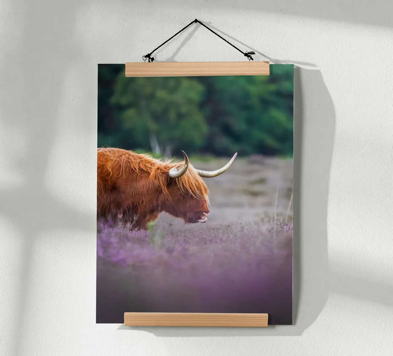 Mucca Highland in erica viola poster con telaio in alluminio da Tom's Wildlife