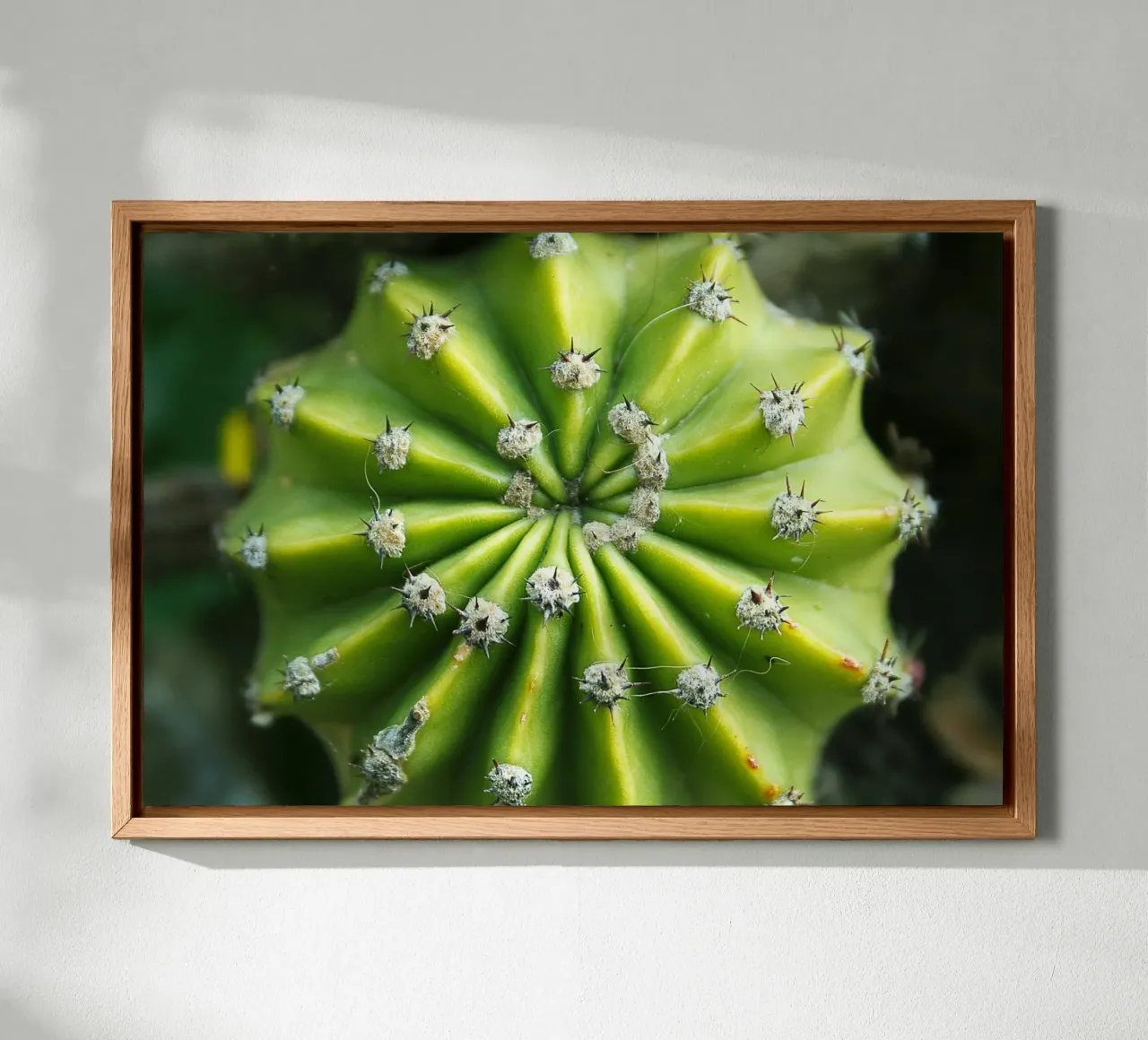 Spiral Cactus – Botanical Photography Print canvas with Floater frame by jay