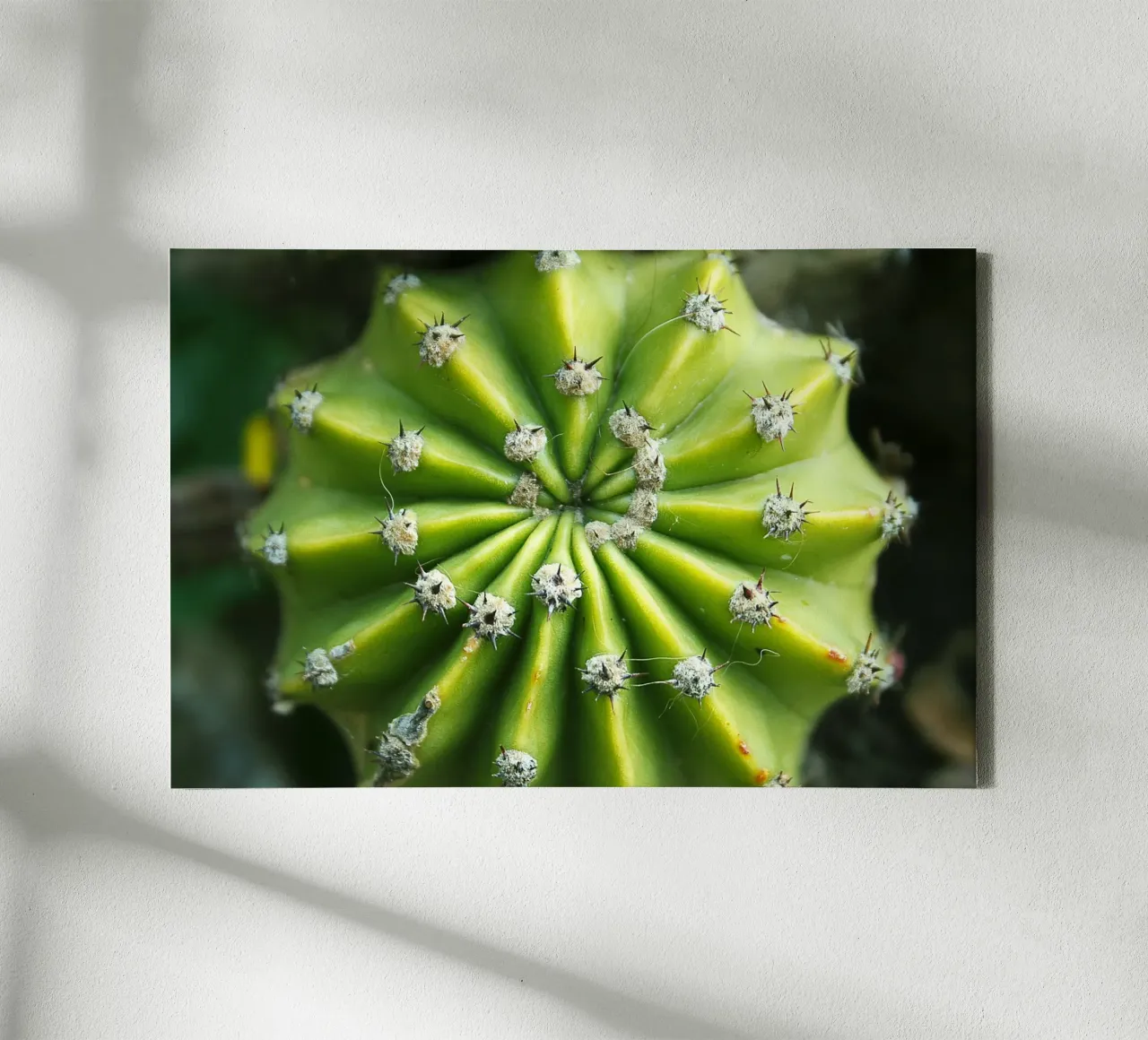 Spiral Cactus – Botanical Photography Print canvas with Floater frame by jay