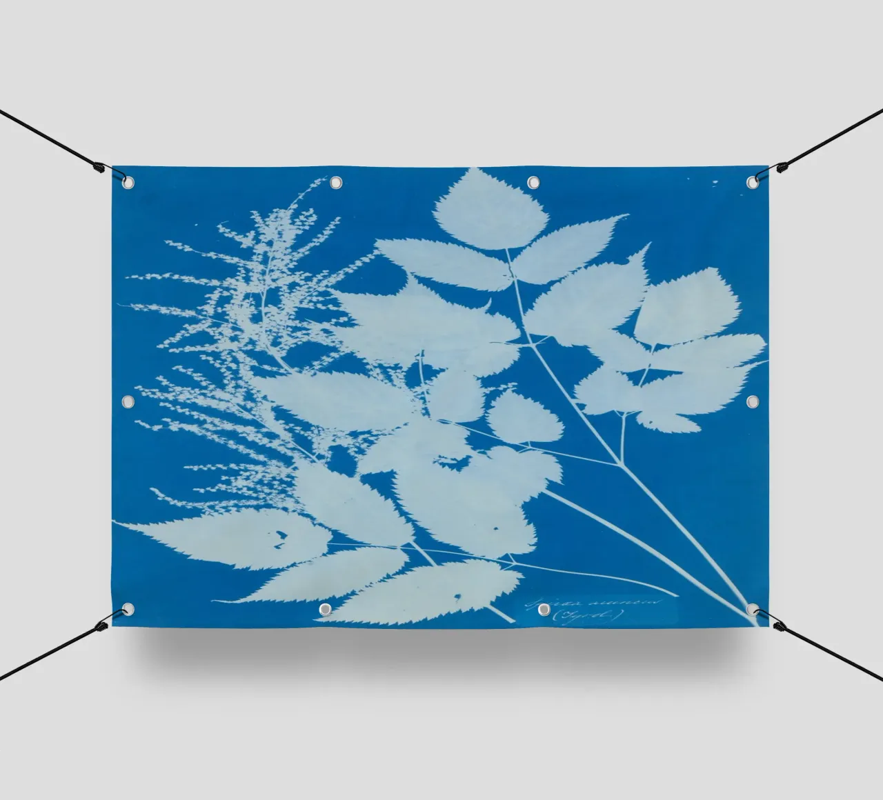 Spiraea aruncus (Tyrol) telo in pvc da vintageshop