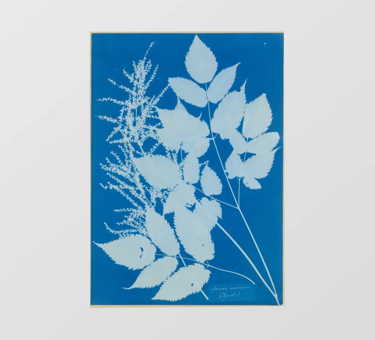 Spiraea aruncus (Tyrol) telo in pvc da vintageshop