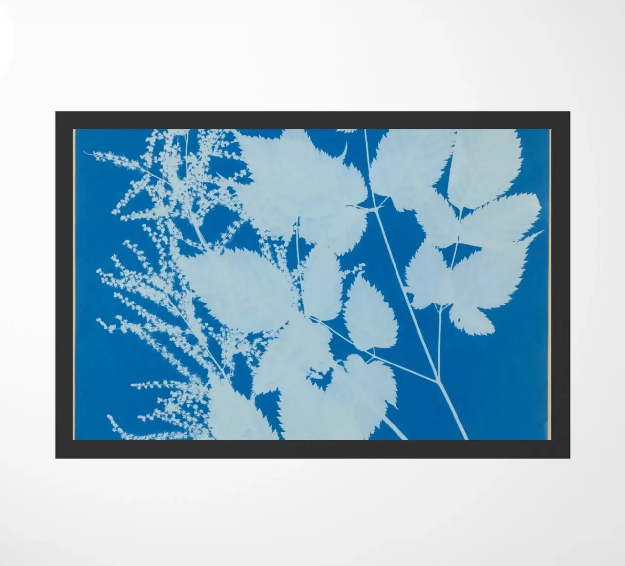 Spiraea aruncus (Tyrol) zerbino da vintageshop