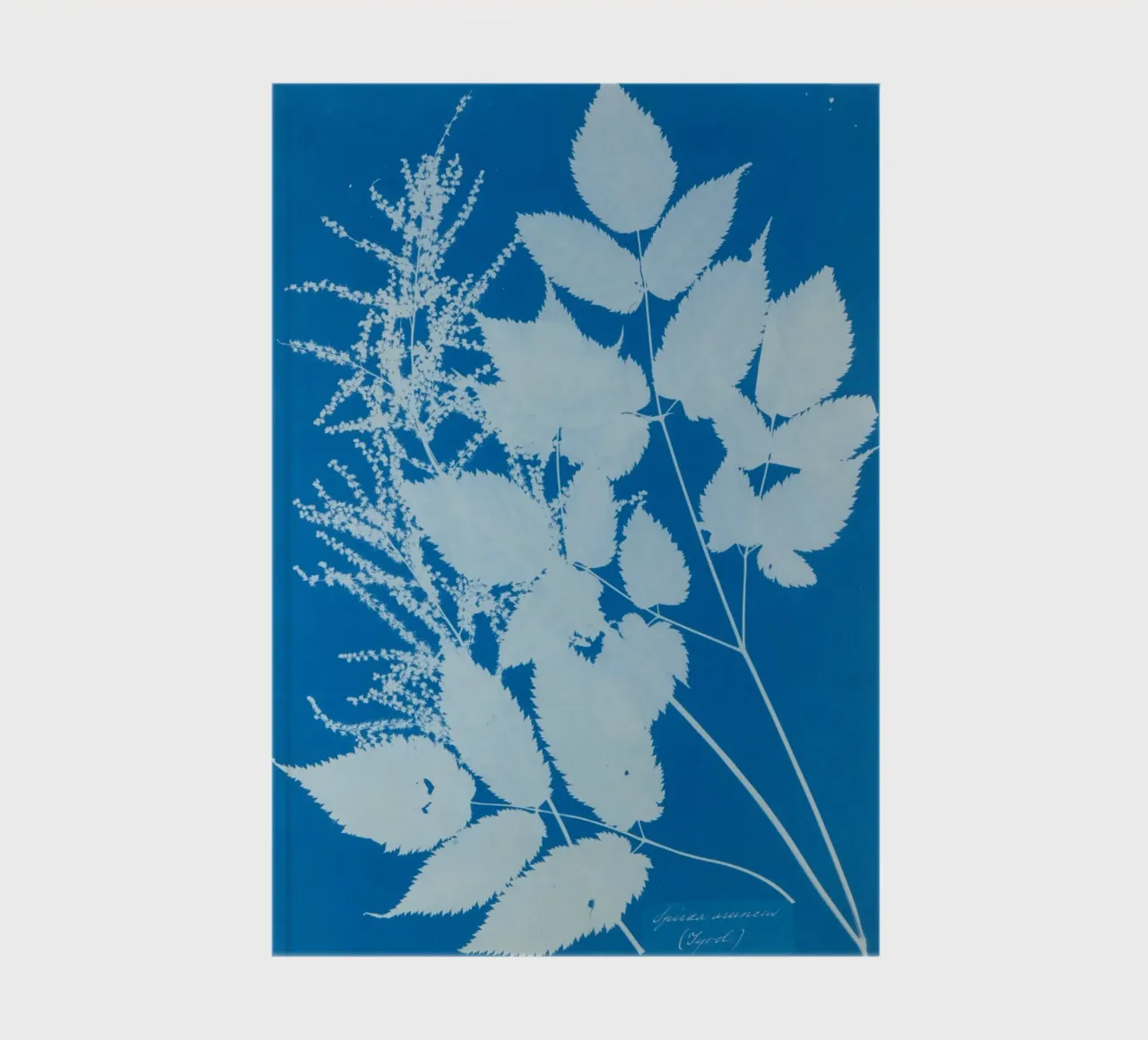Spiraea aruncus (Tyrol) notebook by vintageshop
