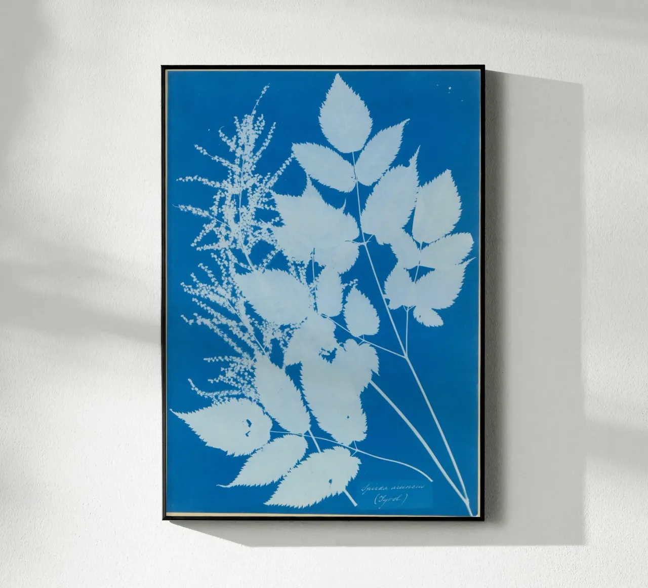 Spiraea aruncus (Tyrol) plexiglass da vintageshop