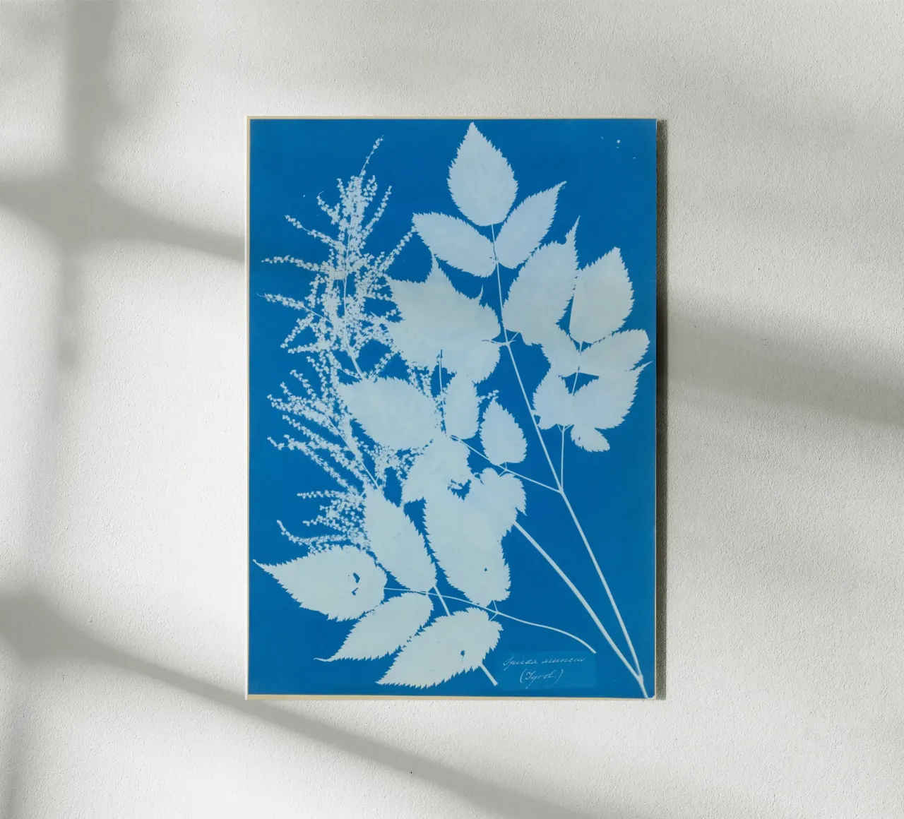 Spiraea aruncus (Tyrol) alluminio dibond da vintageshop