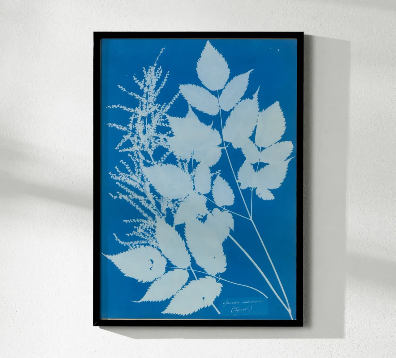 Spiraea aruncus (Tyrol) carta hahnemühle da vintageshop