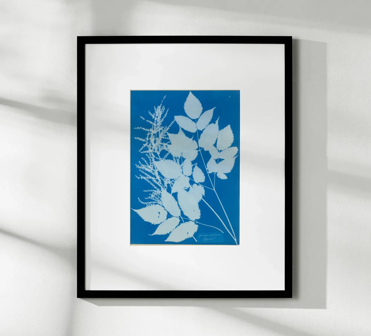 Spiraea aruncus (Tyrol) carta hahnemühle da vintageshop