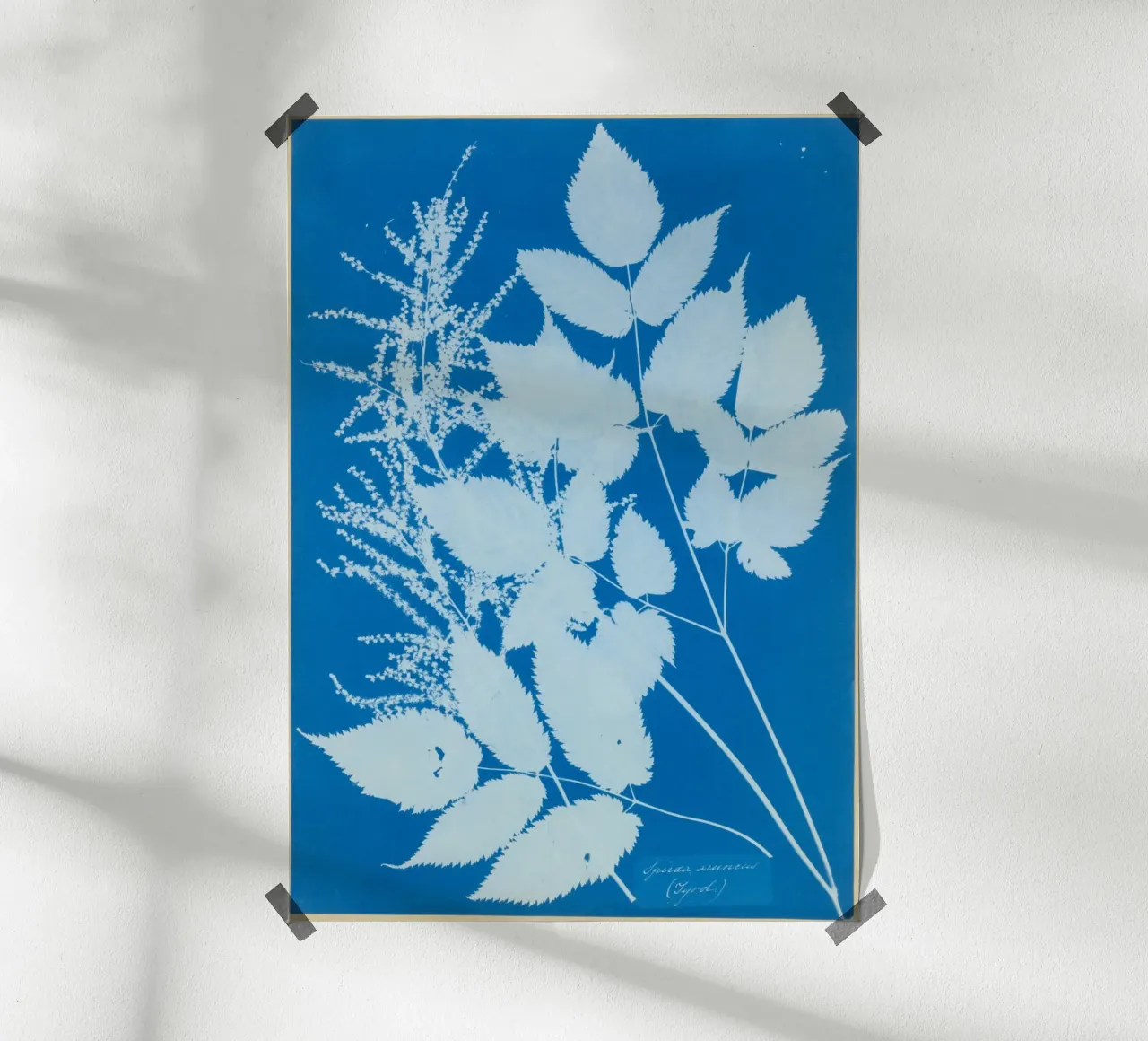 Spiraea aruncus (Tyrol) carta hahnemühle da vintageshop