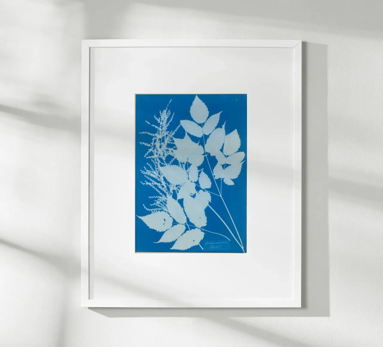 Spiraea aruncus (Tyrol) carta hahnemühle da vintageshop