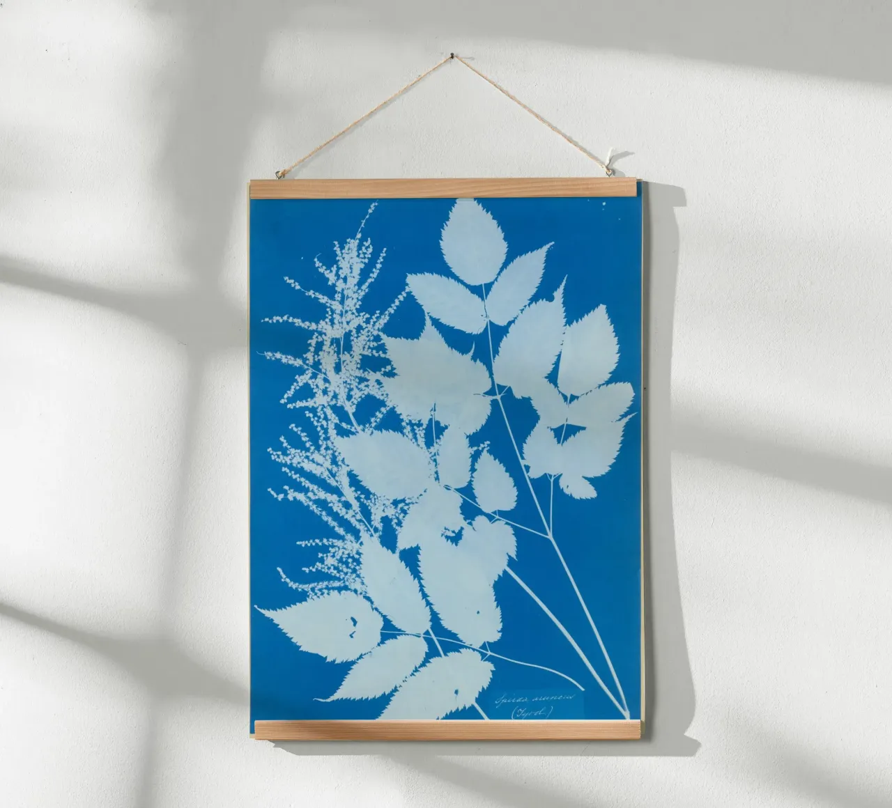 Spiraea aruncus (Tyrol) carta hahnemühle da vintageshop