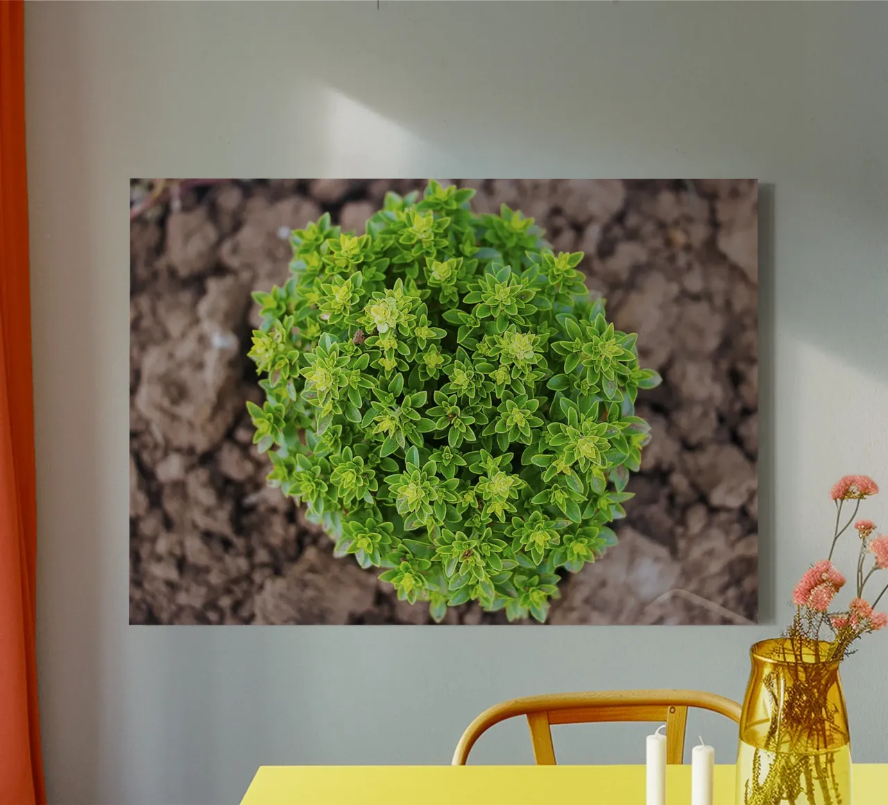 Grüner Kringel - Basilikum Pflanze Kunstdruck Leinwand mit Schattenfugenrahmen von jay