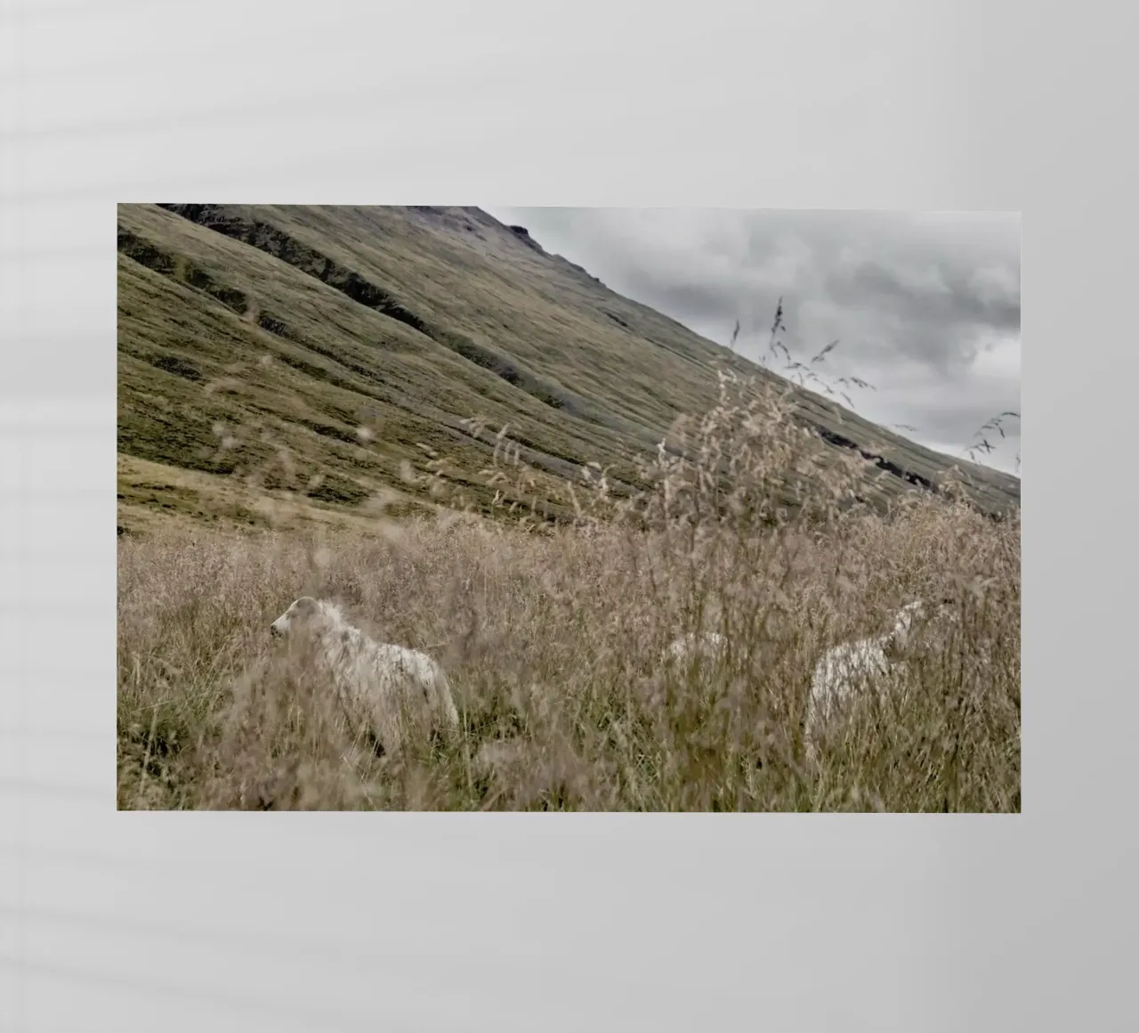 Hiding in plain sight pellicola backlit da Nur Mut