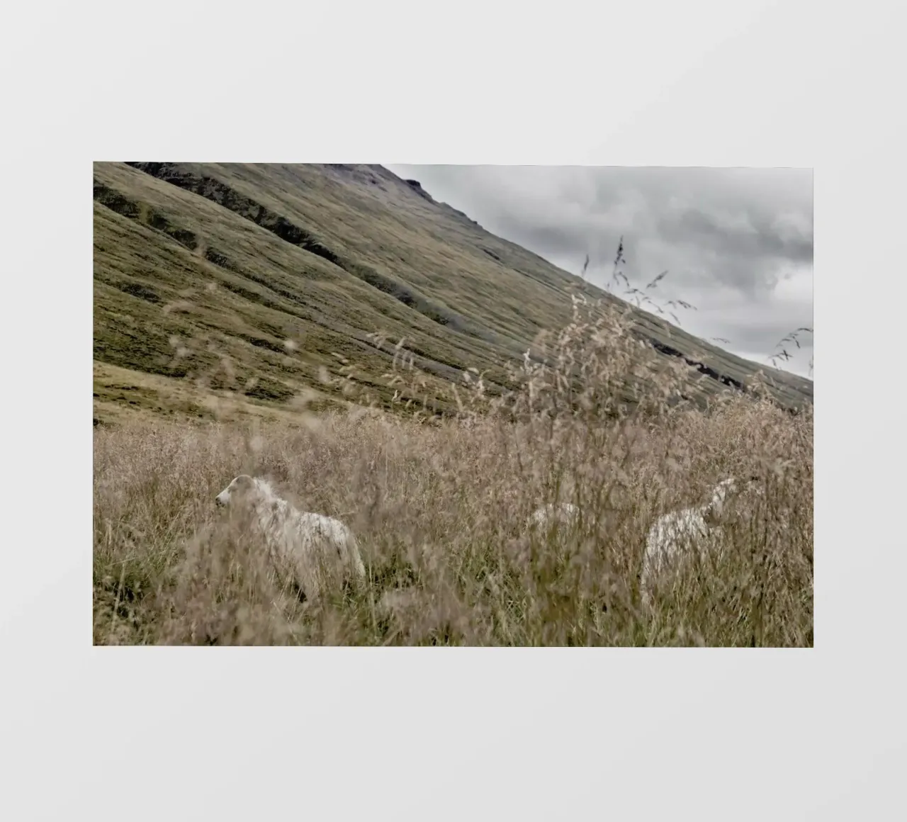 Hiding in plain sight pellicola backlit da Nur Mut