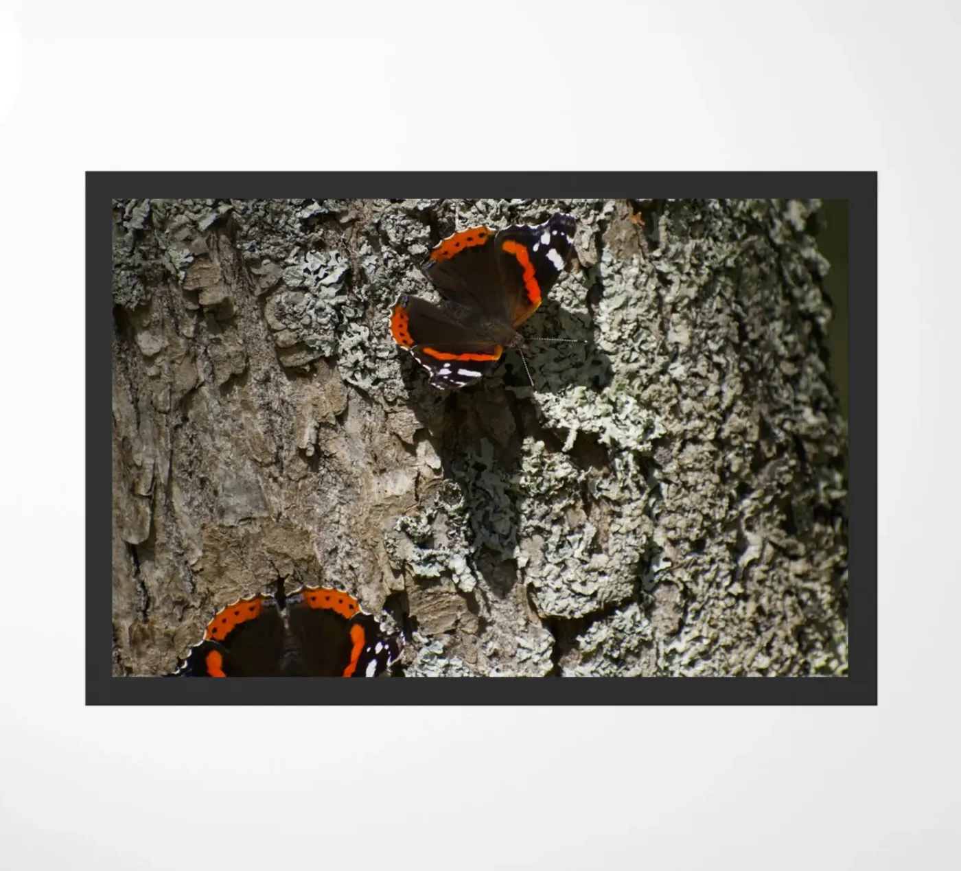 Butterflies zerbino da Carol Maia
