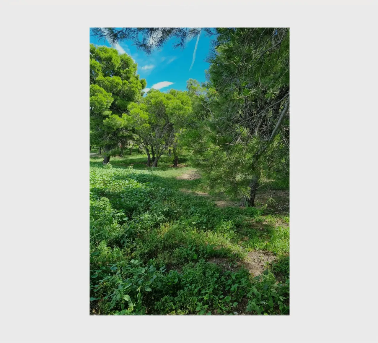 Pine trees in Catalonia notebook by dava