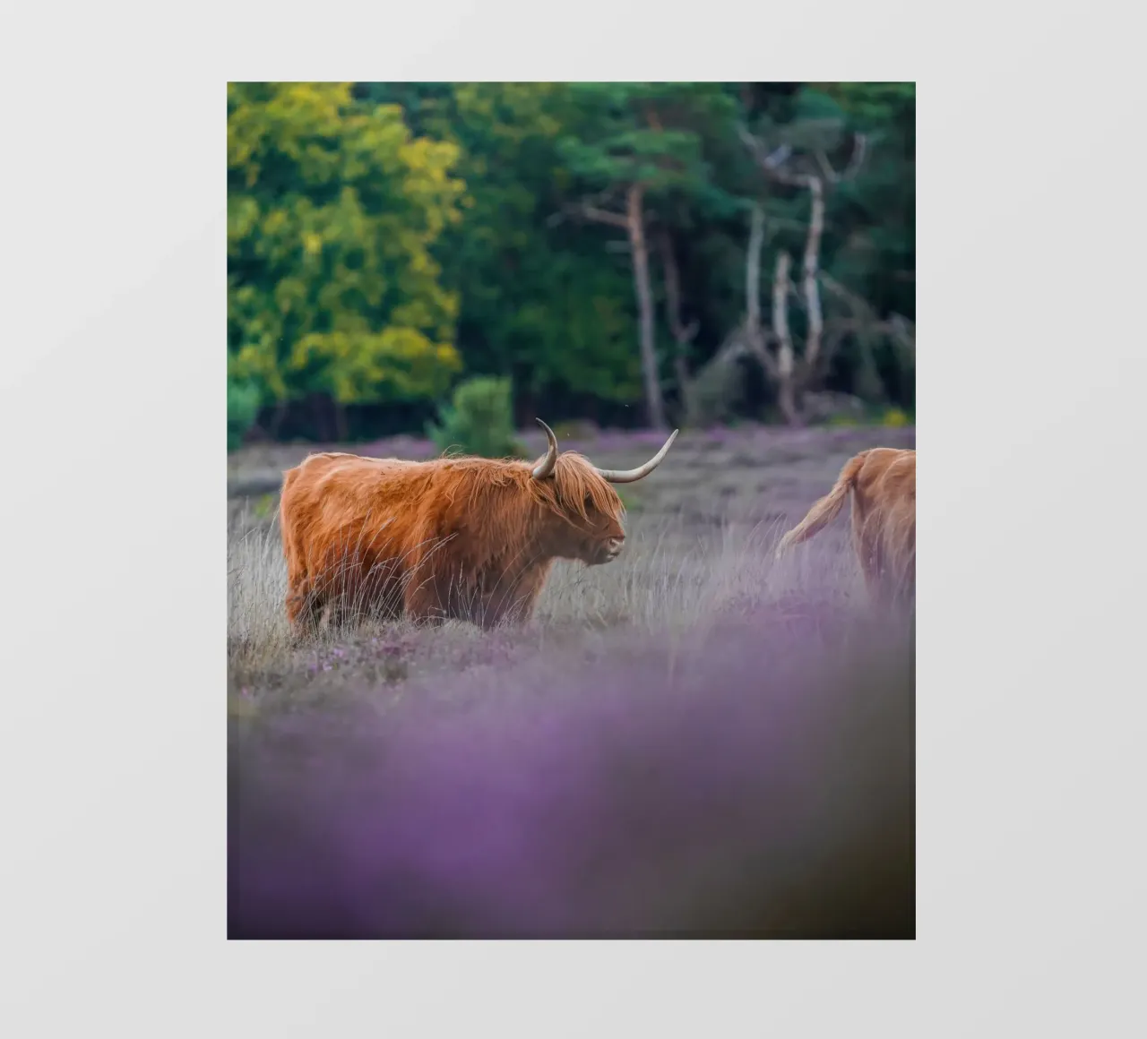 Mucca delle Highlands telo in pvc da Tom's Wildlife