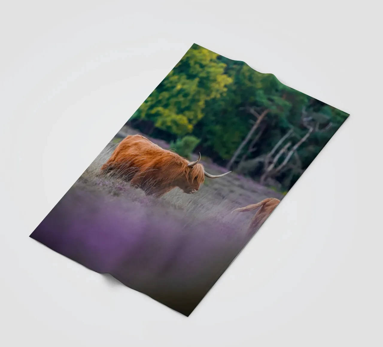 Mucca delle Highlands coperta in pile da Tom's Wildlife