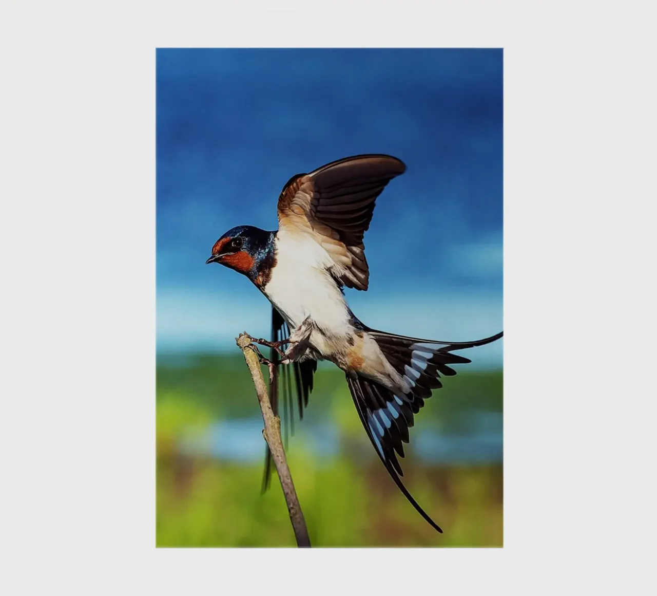 Spring swallow brings time notebook by Nature's Palette