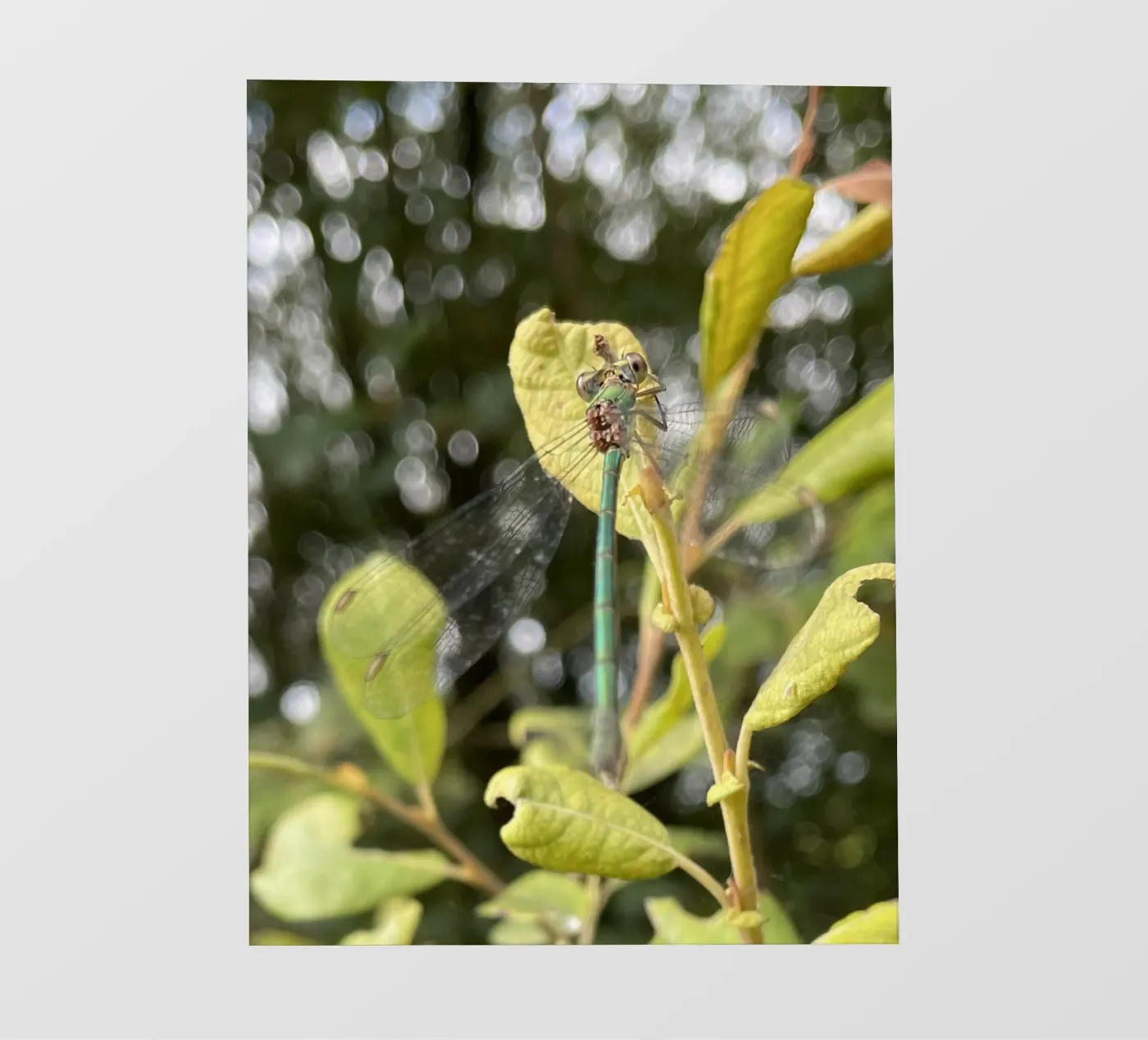 Zomer libellen fotobehang van MiniClic