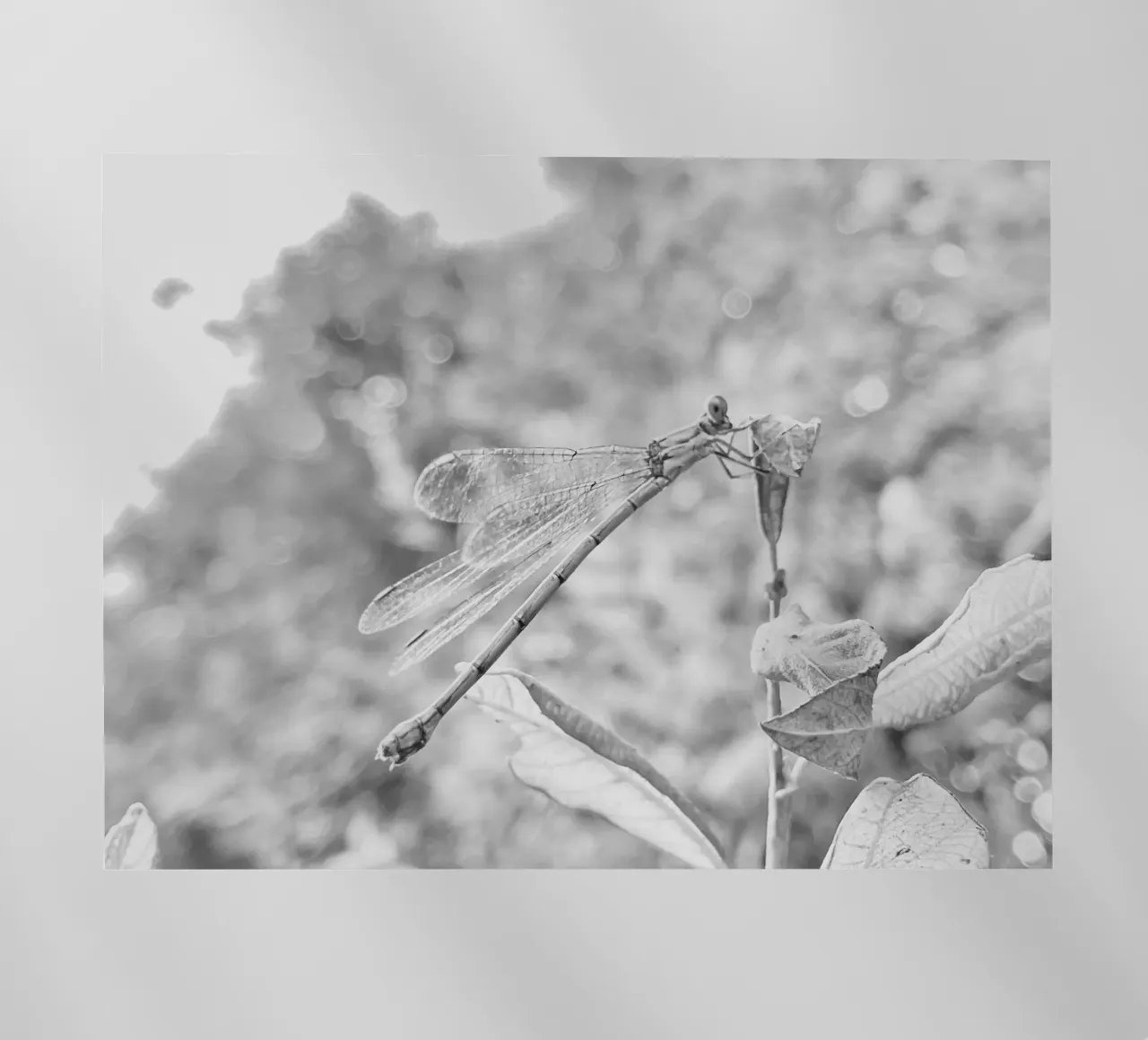 Bianco e nero - Libellule pellicola backlit da MiniClic
