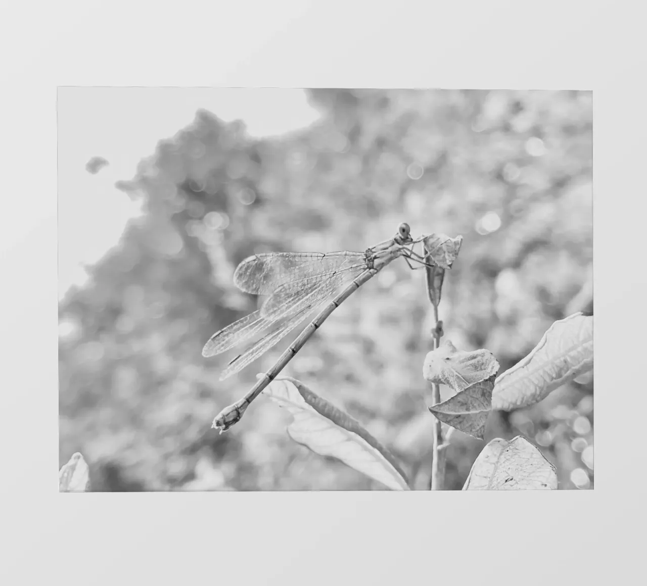 Bianco e nero - Libellule telo in pvc da MiniClic