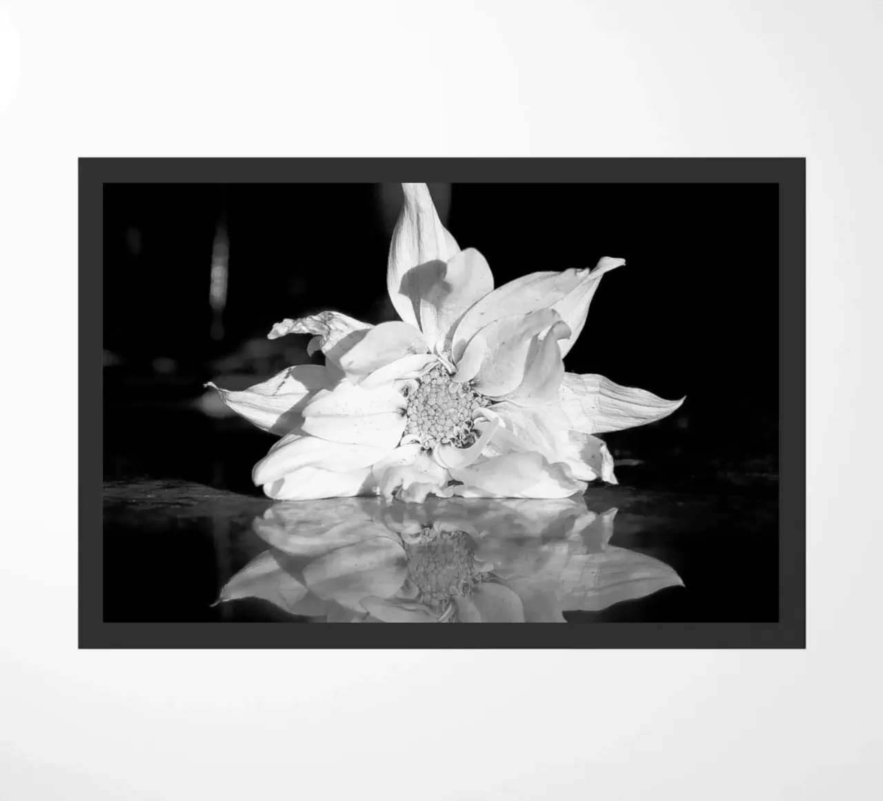 Flora zerbino da rafael campezato