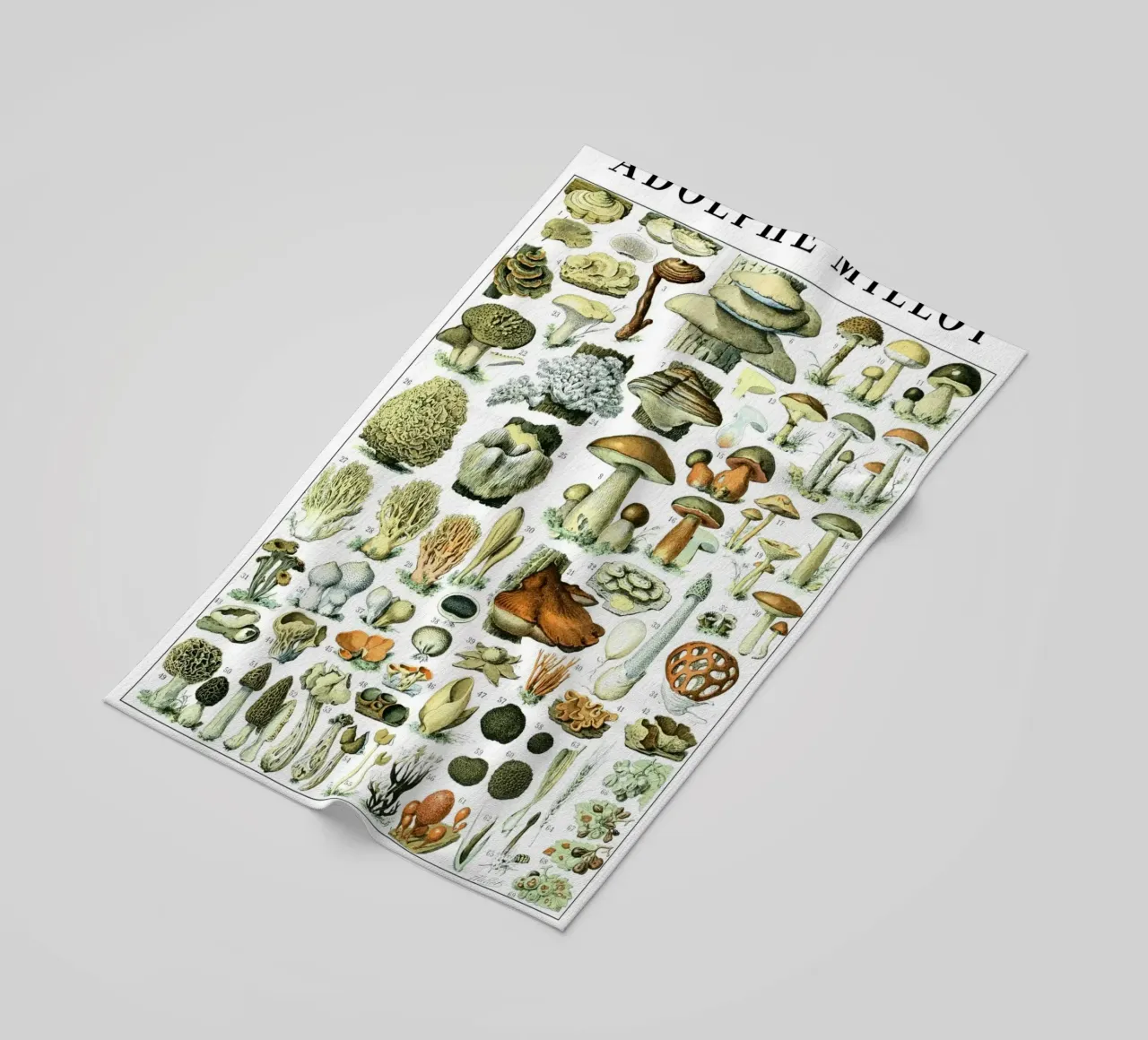 Funghi telo mare da Rob Lewis