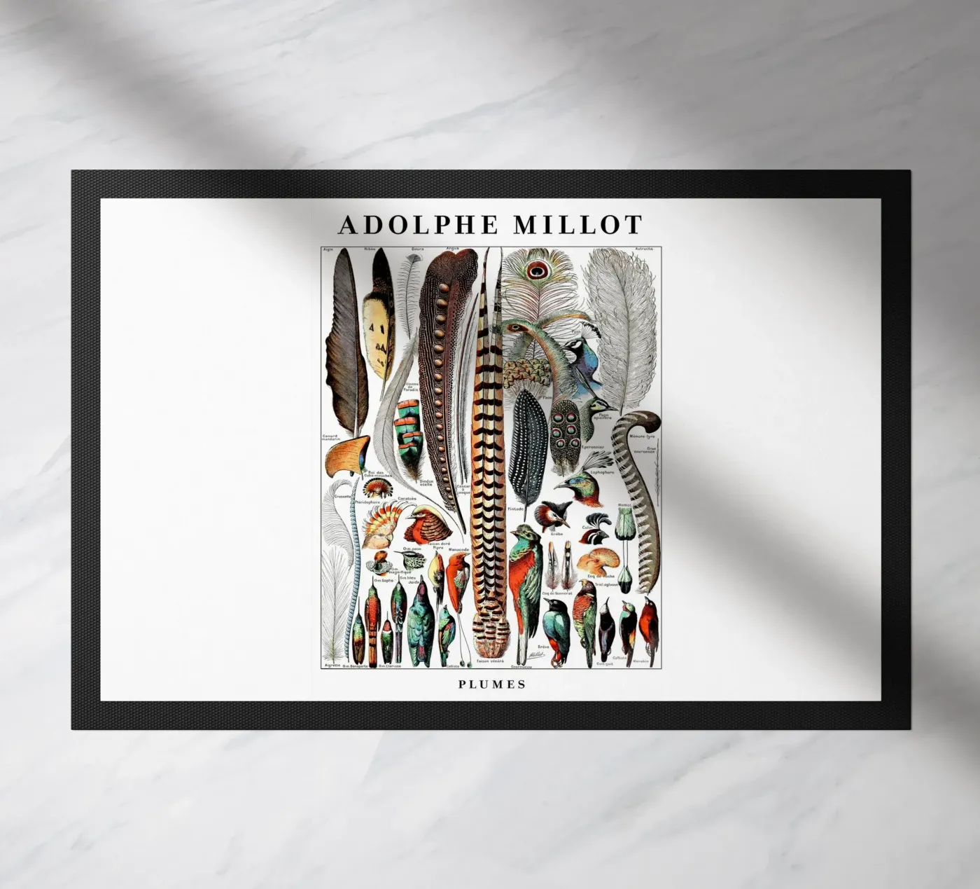 Piume zerbino da Rob Lewis