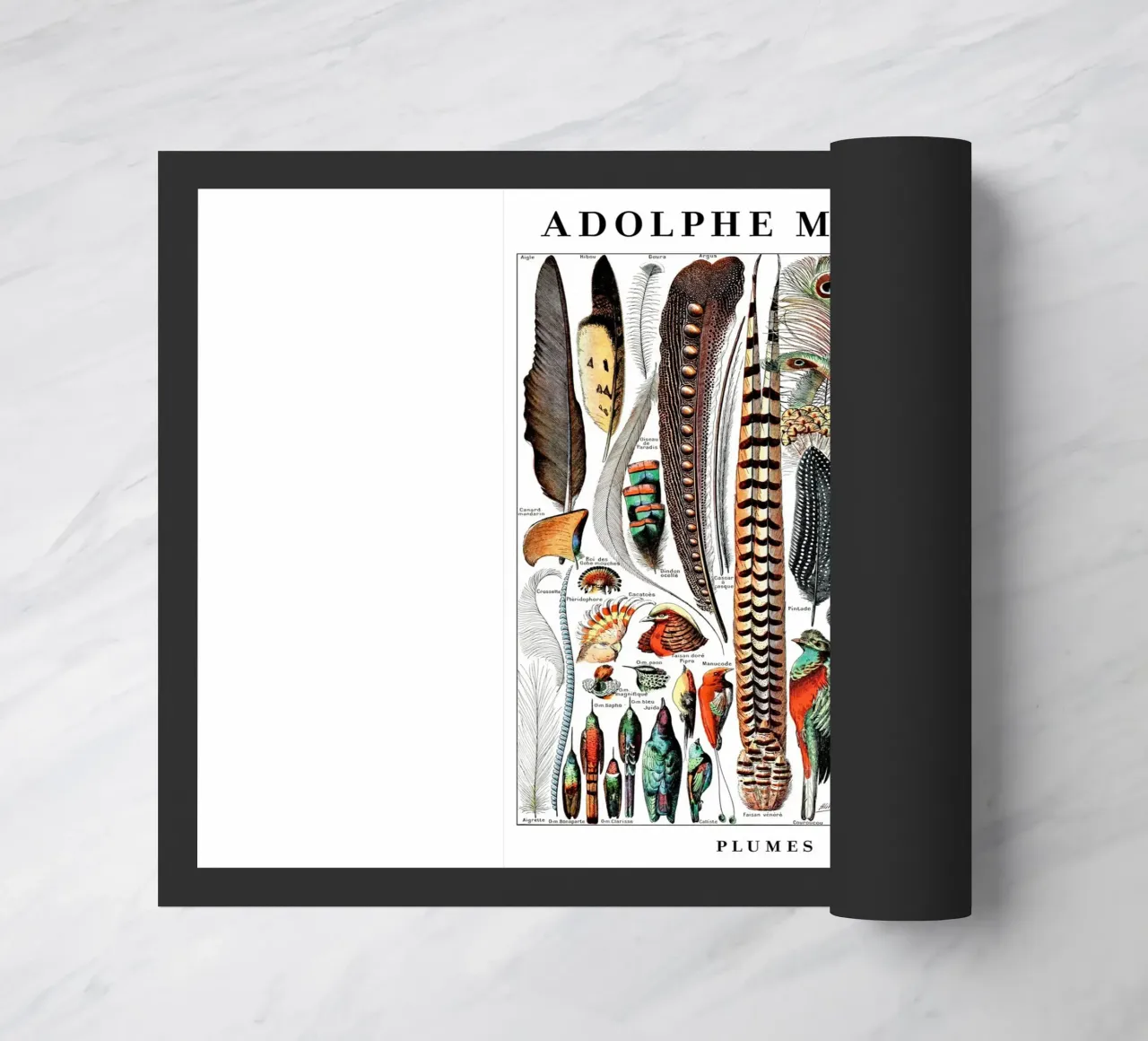 Piume zerbino da Rob Lewis