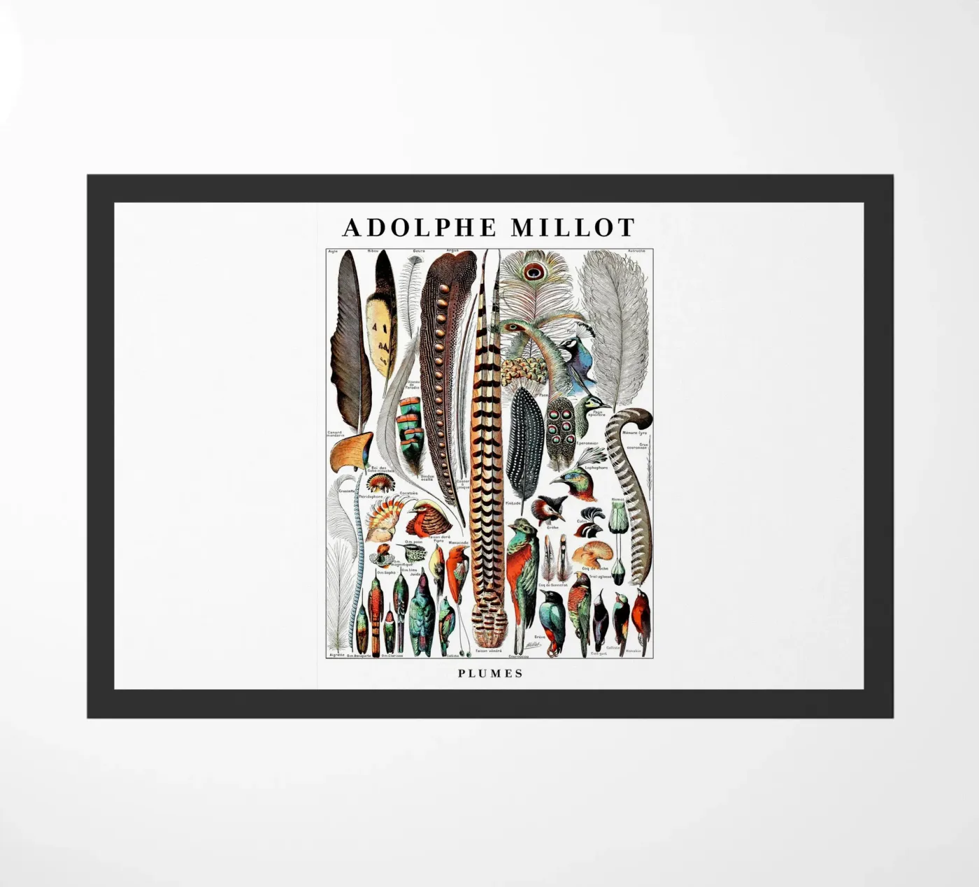 Piume zerbino da Rob Lewis