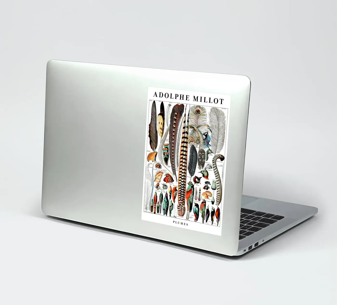 Feathers sticker by Rob Lewis