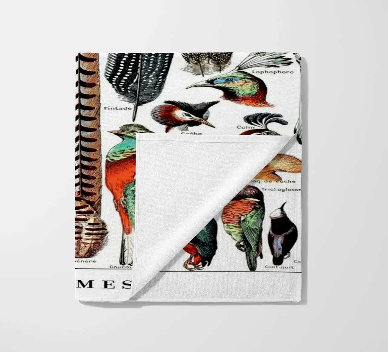 Piume telo mare da Rob Lewis