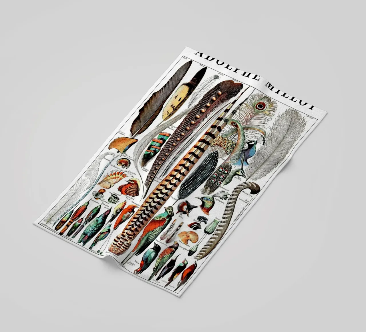 Piume telo mare da Rob Lewis