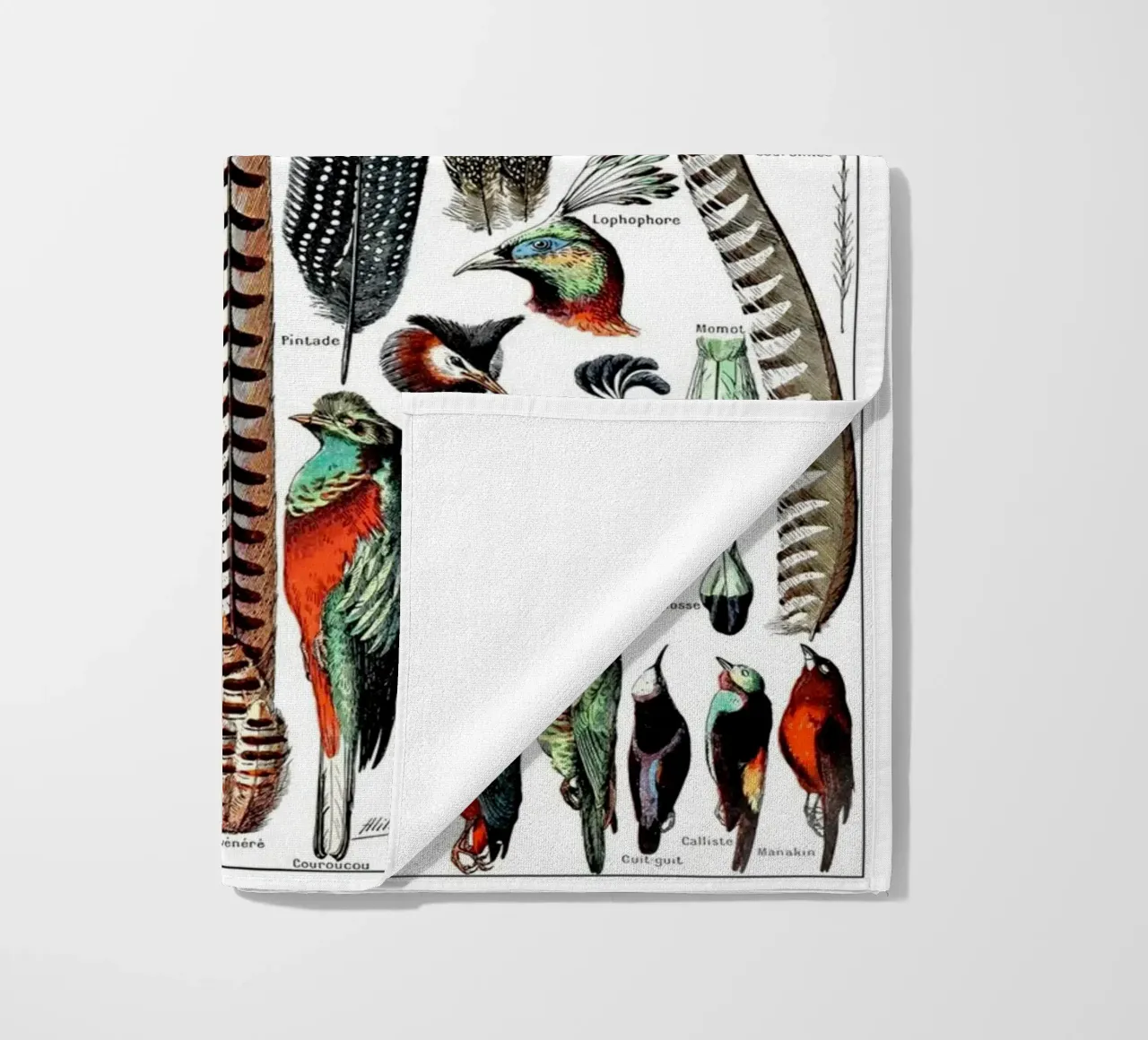 Piume telo mare da Rob Lewis