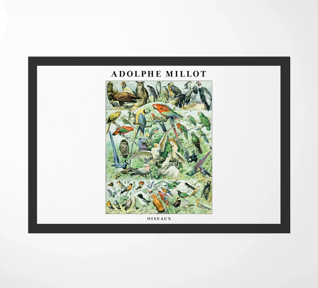 Uccelli zerbino da Rob Lewis