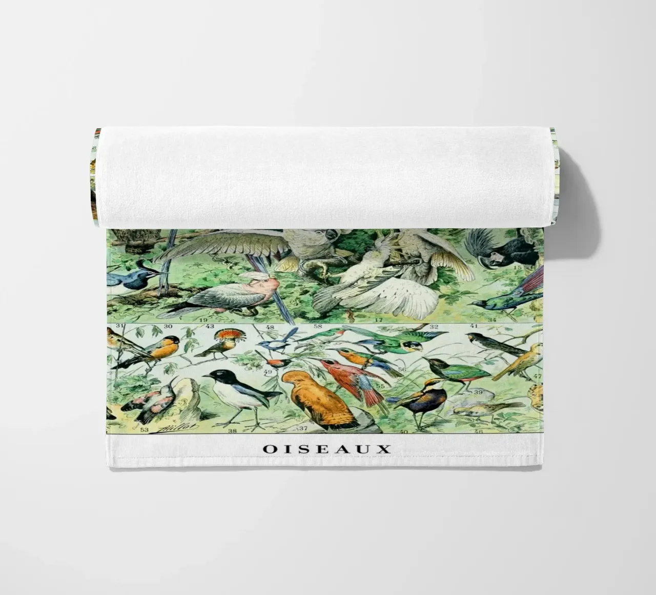 Uccelli telo mare da Rob Lewis