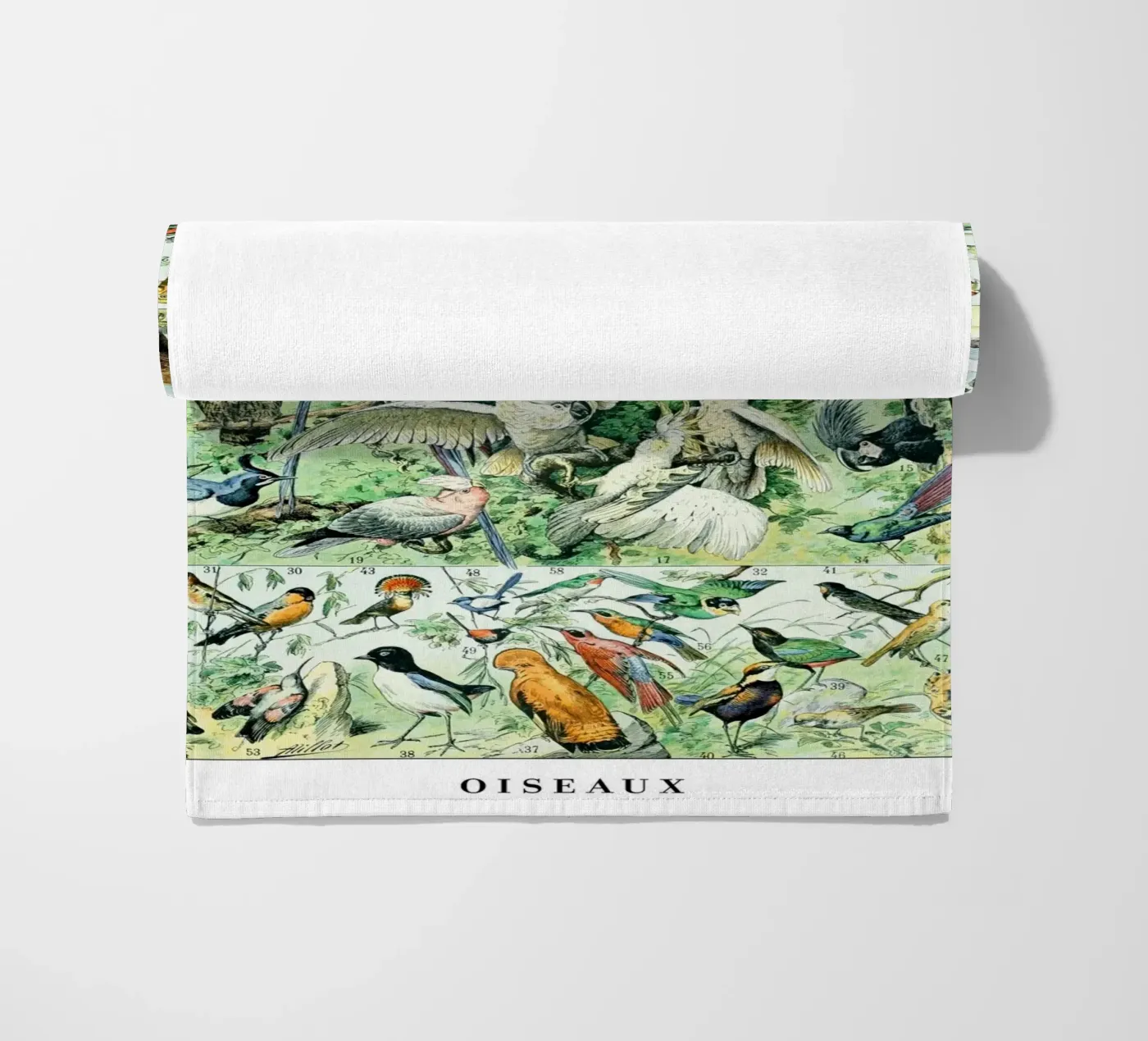 Uccelli telo mare da Rob Lewis