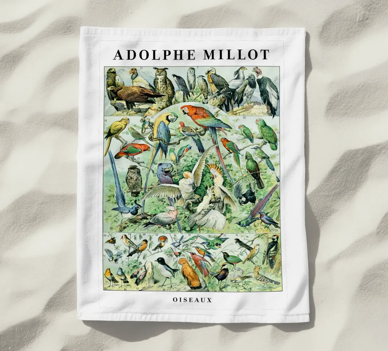 Uccelli telo mare da Rob Lewis