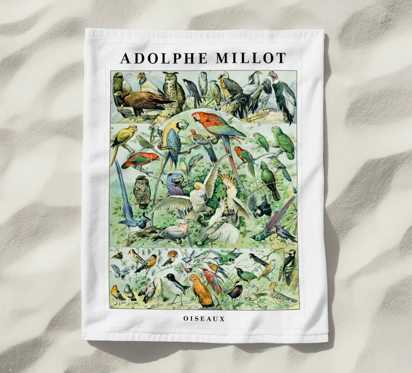 Uccelli telo mare da Rob Lewis